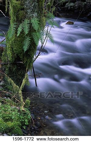 Stock Image - Creek flowing through a forest, Drift Creek, Drift Creek Falls Trail, Lincoln City, Lincoln County, Siuslaw National Forest, Oregon, USA. Fotosearch