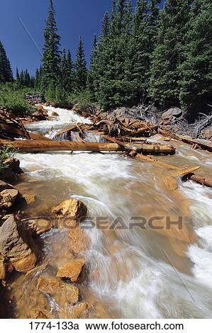 Creek flowing through a forest, Red Creek, Ouray County, San Juan Mountains, Colorado, USA View Large Photo Image Stock Image - Creek flowing through a forest, Red Creek, Ouray County, San Juan Mountains, Colorado, USA. Fotosearch