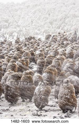 danger, Brown, snow, penguin, bird, day, cold View Large Photo Image Stock Image - danger, Brown, snow, penguin, bird, day, cold. Fotosearch