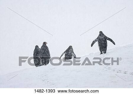 Stock Image - danger, snow, penguin, walking, bird, day, cold. Fotosearch