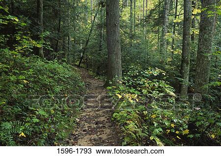 Dirt road passing through a forest, Red River Gorge Geological Area, Daniel Boone National Forest, Kentucky, USA View Large Photo Image Stock Image - Dirt road passing through a forest, Red River Gorge Geological Area, Daniel Boone National Forest, Kentucky, USA. Fotosearch