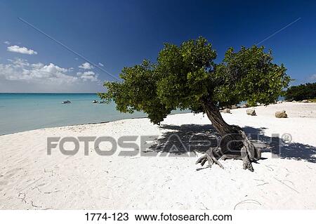 Divi Divi tree on the beach, Eagle Beach, Aruba, Netherlands Antilles View Large Photo Image Stock Image - Divi Divi tree on the beach, Eagle Beach, Aruba, Netherlands Antilles. Fotosearch