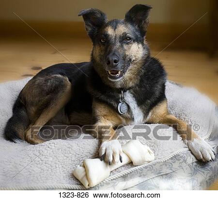 Stock Photograph - Dog sitting on a pet bed with a chew bone. Fotosearch