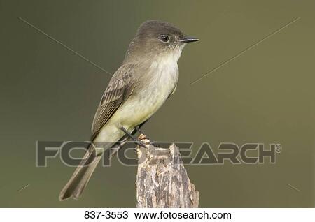 Eastern phoebe (Sayornis phoebe) perching on a tree stump View Large Photo Image Stock Image - Eastern phoebe (Sayornis phoebe) perching on a tree stump. Fotosearch