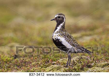 Eurasian Golden plover(Pluvialis apricaria) on grass View Large Photo Image Stock Image - Eurasian Golden plover(Pluvialis apricaria) on grass. Fotosearch