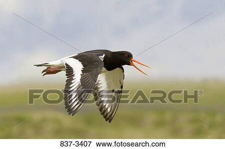 Eurasian oystercatcher (Haematopus ostralegus) in flight View Large Photo Image Stock Photo - Eurasian oystercatcher (Haematopus ostralegus) in flight. Fotosearch