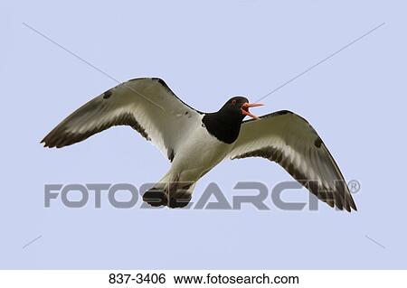 Eurasian oystercatcher (Haematopus ostralegus) in flight View Large Photo Image Stock Photograph - Eurasian oystercatcher (Haematopus ostralegus) in flight. Fotosearch