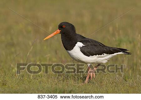Eurasian oystercatcher (Haematopus ostralegus) in a grassy land View Large Photo Image Stock Photography - Eurasian oystercatcher (Haematopus ostralegus) in a grassy land. Fotosearch