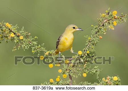 Female Hooded oriole (Icterus cucullatus) perching on a branch View Large Photo Image Stock Image - Female Hooded oriole (Icterus cucullatus) perching on a branch. Fotosearch