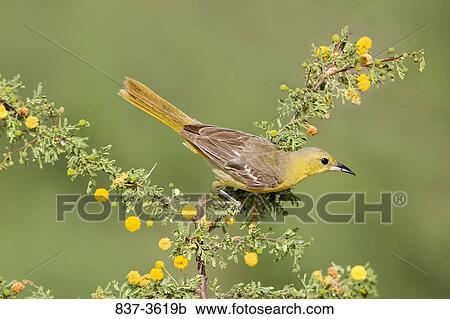 Female Hooded oriole (Icterus cucullatus) perching on a branch View Large Photo Image Stock Image - Female Hooded oriole (Icterus cucullatus) perching on a branch. Fotosearch