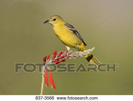 Female Hooded oriole (Icterus cucullatus) perching on a plant View Large Photo Image Stock Photograph - Female Hooded oriole (Icterus cucullatus) perching on a plant. Fotosearch