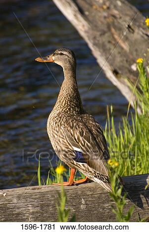 Female mallard duck (Anas platyrhynchos) on a log at the pond side View Large Photo Image Stock Image - Female mallard duck (Anas platyrhynchos) on a log at the pond side. Fotosearch