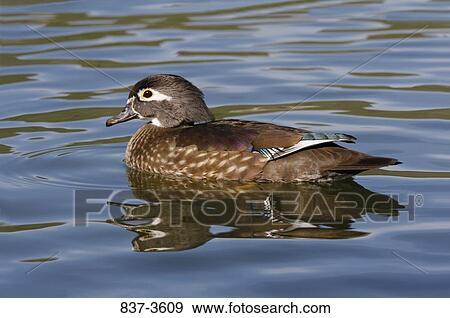 Female Wood duck (Aix sponsa) swimming in a pond View Large Photo Image Stock Photo - Female Wood duck (Aix sponsa) swimming in a pond. Fotosearch