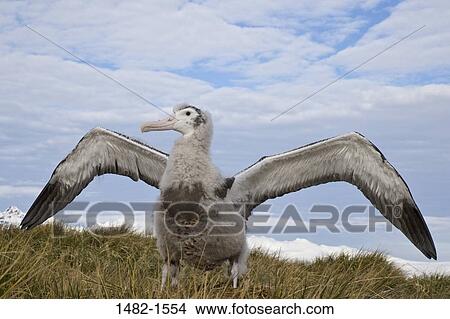 Field, sky, grass, beak, water, cloud, sea View Large Photo Image Picture - Field, sky, grass, beak, water, cloud, sea. Fotosearch