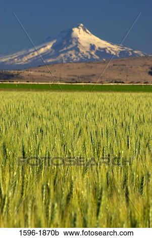 Field with a snowcapped mountain in the background, Mt Hood, Jefferson County, Oregon, USA View Large Photo Image Stock Image - Field with a snowcapped mountain in the background, Mt Hood, Jefferson County, Oregon, USA. Fotosearch