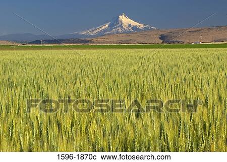 Field with a snowcapped mountain in the background, Mt Hood, Jefferson County, Oregon, USA View Large Photo Image Stock Image - Field with a snowcapped mountain in the background, Mt Hood, Jefferson County, Oregon, USA. Fotosearch
