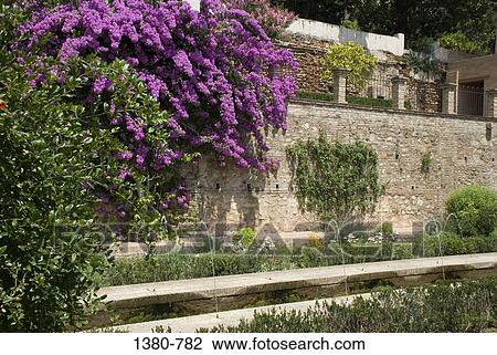 Flowers and plants in a garden, Alhambra, Granada, Andalusia, Spain View Large Photo Image Stock Image - Flowers and plants in a garden, Alhambra, Granada, Andalusia, Spain. Fotosearch