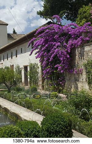 Flowers and plants in a garden, Alhambra, Granada, Andalusia, Spain View Large Photo Image Stock Image - Flowers and plants in a garden, Alhambra, Granada, Andalusia, Spain. Fotosearch