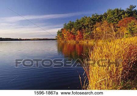 Forest at the lakeside, Lake Vadnais, Lake Vadnais Regional Park, Minnesota, USA View Large Photo Image Stock Image - Forest at the lakeside, Lake Vadnais, Lake Vadnais Regional Park, Minnesota, USA. Fotosearch