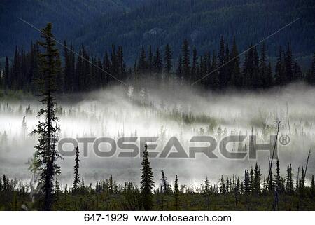 Forest covered with fog, Alaska Interior, USA View Large Photo Image Stock Photo - Forest covered with fog, Alaska Interior, USA. Fotosearch