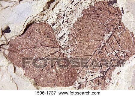 Fossil of leaves on rock, Stonerose Interpretive Center and Eocene Fossil Site, Republic, Washington State, USA View Large Photo Image Stock Photo - Fossil of leaves on rock, Stonerose Interpretive Center and Eocene Fossil Site, Republic, Washington State, USA. Fotosearch