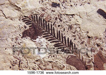 Fossil of leaves on rock, Stonerose Interpretive Center and Eocene Fossil Site, Republic, Washington State, USA View Large Photo Image Stock Photograph - Fossil of leaves on rock, Stonerose Interpretive Center and Eocene Fossil Site, Republic, Washington State, USA. Fotosearch