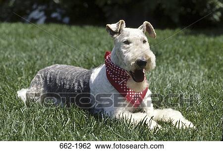 Fox Terrier sitting in a field View Large Photo Image Stock Image - Fox Terrier sitting in a field. Fotosearch