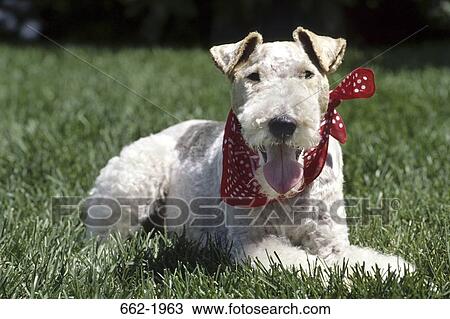Stock Image - Fox Terrier sitting in a field. Fotosearch