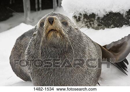 fur, seal, ice, day, cold, outdoors, nature View Large Photo Image Picture - fur, seal, ice, day, cold, outdoors, nature. Fotosearch