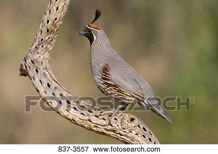 Gambel's quail (Callipepla gambelii) perching on a tree View Large Photo Image Stock Photo - Gambel's quail (Callipepla gambelii) perching on a tree. Fotosearch