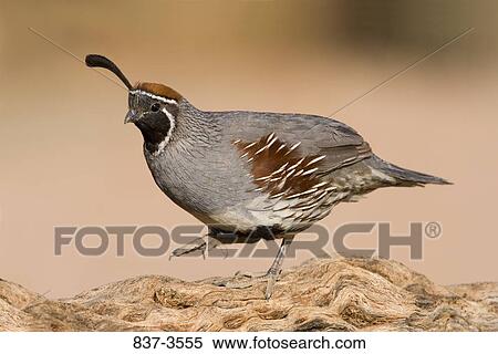 Gambel's quail (Callipepla gambelii) perching on a tree View Large Photo Image Stock Photography - Gambel's quail (Callipepla gambelii) perching on a tree. Fotosearch