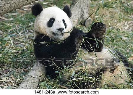 Giant panda (Ailuropoda melanoleuca) cub chewing twigs View Large Photo Image Stock Image - Giant panda (Ailuropoda melanoleuca) cub chewing twigs. Fotosearch