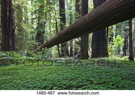 Stock Photo - Giant sequoia (Sequoiadendron giganteum) trees in a park, Redwood National Park, California, USA. Fotosearch