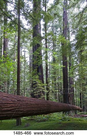 Giant sequoia (Sequoiadendron giganteum) trees in a park, Redwood National Park, California, USA View Large Photo Image Stock Photograph - Giant sequoia (Sequoiadendron giganteum) trees in a park, Redwood National Park, California, USA. Fotosearch