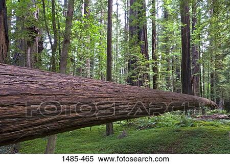 Stock Photography - Giant sequoia (Sequoiadendron giganteum) tree in a park, Redwood National Park, California, USA. Fotosearch