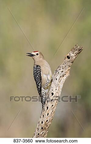 Gila woodpecker (Melanerpes uropygialis) perching on a tree stump View Large Photo Image Stock Image - Gila woodpecker (Melanerpes uropygialis) perching on a tree stump. Fotosearch