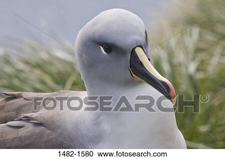 grass, beak, bird, day, outdoors, detail, close-up View Large Photo Image Stock Image - grass, beak, bird, day, outdoors, detail, close-up. Fotosearch