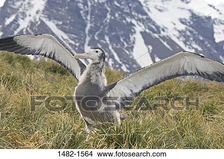 grass, beak, snow, mountain, bird, ice, wing View Large Photo Image Picture - grass, beak, snow, mountain, bird, ice, wing. Fotosearch
