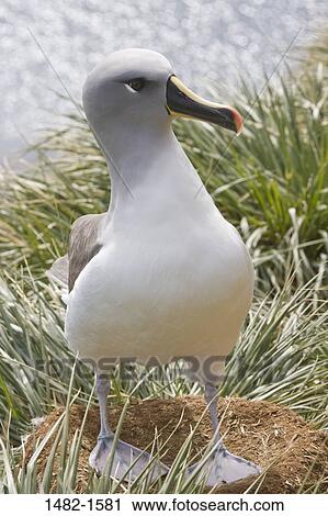 grass, beak, water, perching, bird, day, outdoors View Large Photo Image Stock Image - grass, beak, water, perching, bird, day, outdoors. Fotosearch