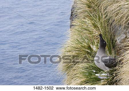 grass, beak, water, sea, bird, day, outdoors View Large Photo Image Stock Image - grass, beak, water, sea, bird, day, outdoors. Fotosearch