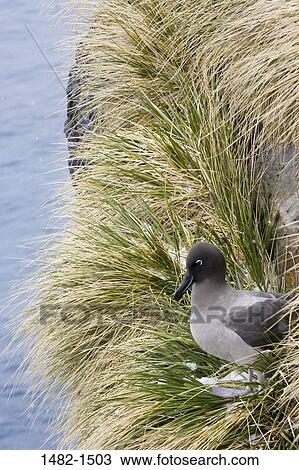 Stock Image - grass, beak, water, sea, bird, day, outdoors. Fotosearch
