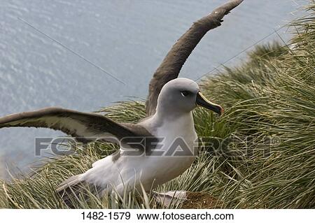 grass, beak, water, sea, bird, wing, day View Large Photo Image Stock Photo - grass, beak, water, sea, bird, wing, day. Fotosearch