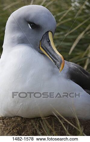 grass, beak, white, bird, day, outdoors, detail View Large Photo Image Stock Photo - grass, beak, white, bird, day, outdoors, detail. Fotosearch