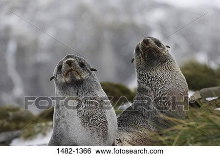 Stock Photograph - grass, seal, day, outdoors, nature, sea life, snout. Fotosearch
