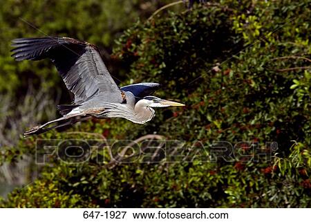 Great Blue heron (Ardea herodias) flying View Large Photo Image Stock Photo - Great Blue heron (Ardea herodias) flying. Fotosearch