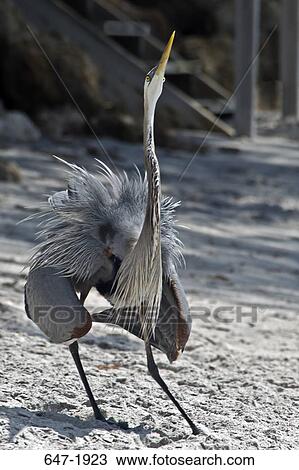 Great Blue heron (Ardea herodias) on the beach View Large Photo Image Stock Image - Great Blue heron (Ardea herodias) on the beach. Fotosearch
