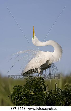 Great egret (Ardea alba) showing its plumage View Large Photo Image Stock Photo - Great egret (Ardea alba) showing its plumage. Fotosearch