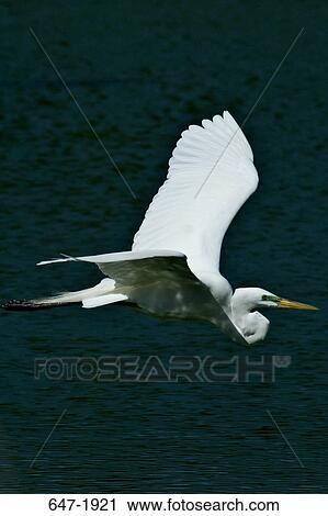 Stock Image - Great egret (Casmerodius albus) flying over the sea. Fotosearch