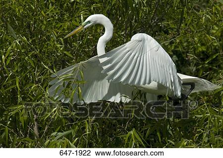 Great egret (Casmerodius albus) perching on a branch View Large Photo Image Stock Image - Great egret (Casmerodius albus) perching on a branch. Fotosearch