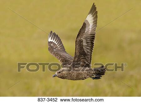 Stock Image - Great skua (Stercorarius skua) in flight. Fotosearch